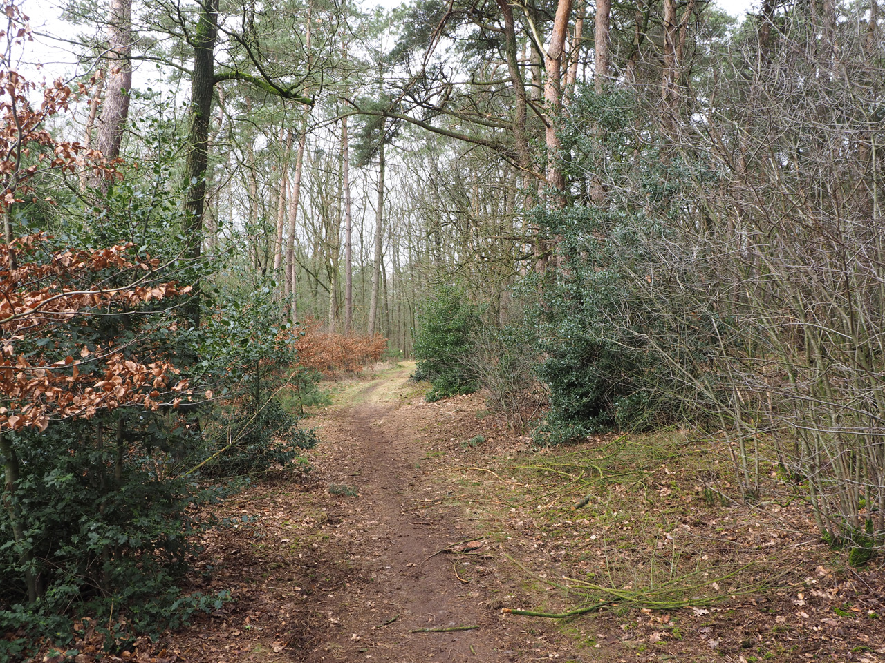 wandelpaadjes in het bos