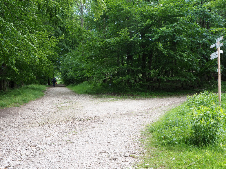 splitsing in het bos op de Hermannsweg