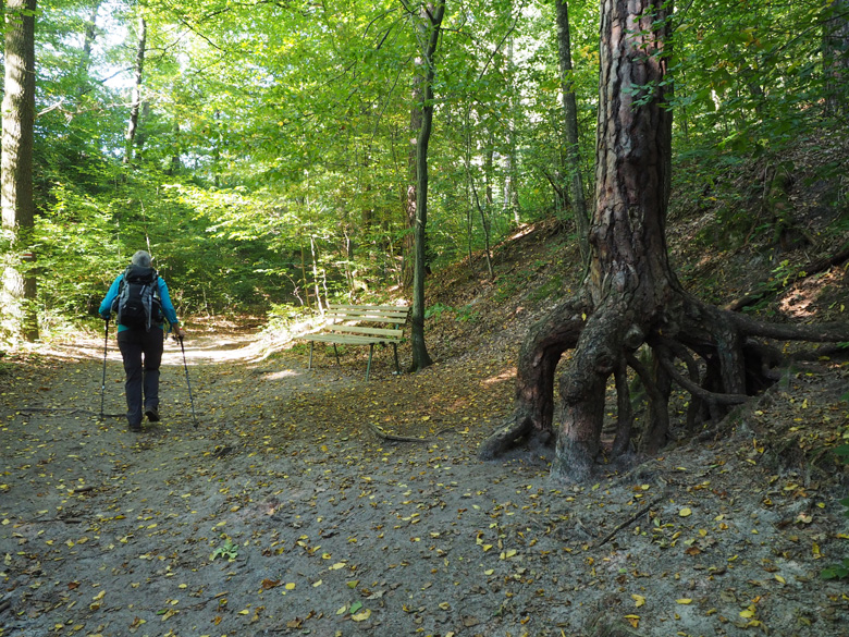 een bospad naar de Rauenstein