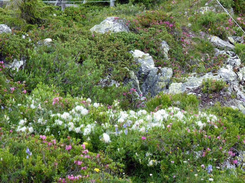 afwisselende begroeiing met bloeiende struiken en Alpenbloemen