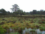 moeras landschappen in de Cairngorms